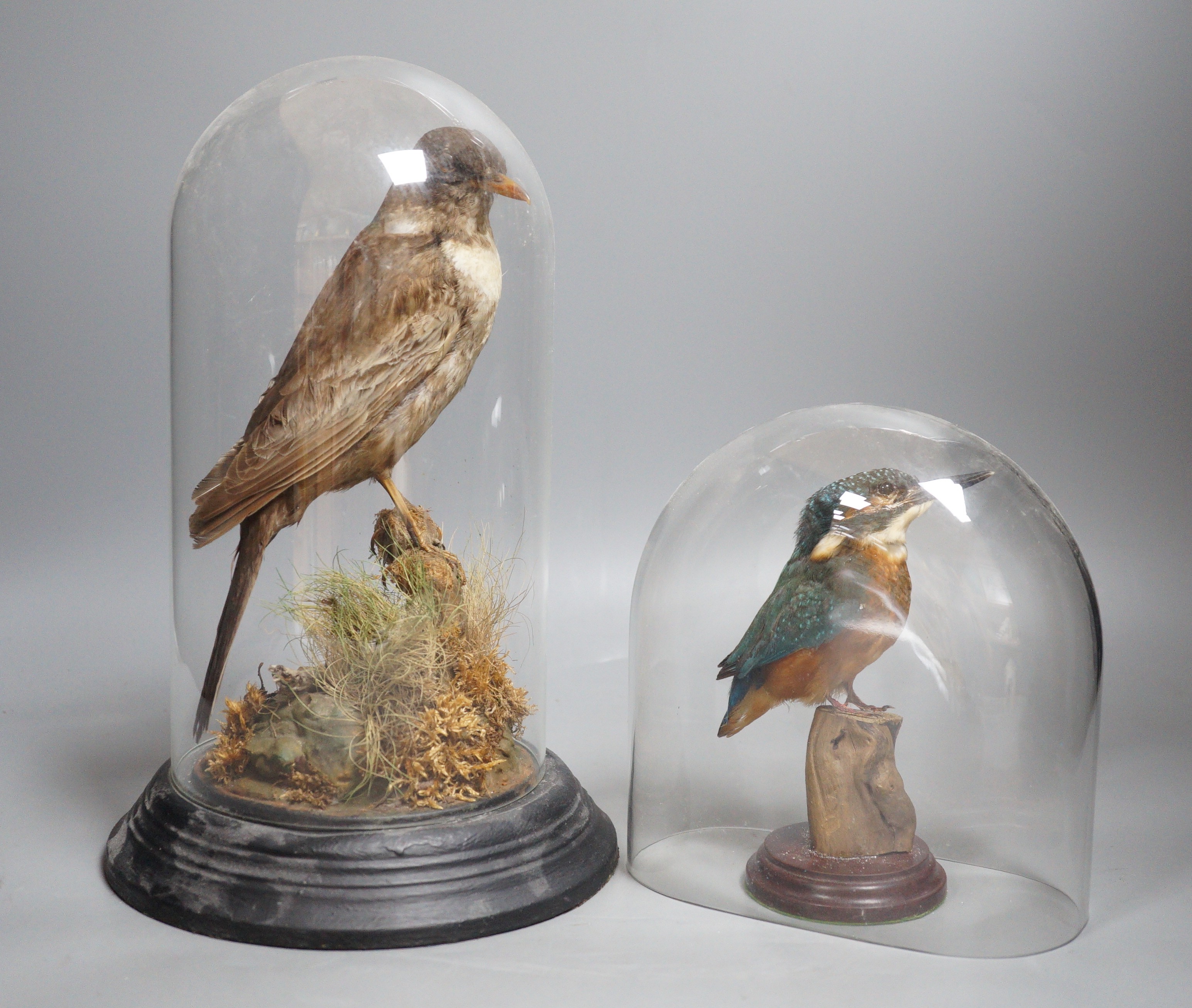 Taxidermy - a kingfisher and a ring ouzel, each under a glass dome, the tallest 30 cm (2)